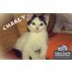 CHARLY, Tierschutz - Kater
