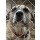 CHARLY ein Herz voll Traurigkeit, Labrador - Schäferhund Mix - Rüde