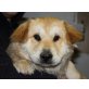 CHARMAI, Shar Pei/Retrievermix,Pflegestelle NÖ Welpen - Hündin