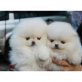 CHARME POMERANIAN Welpen zur Verfügung, ein g, Zwergspitz - Rüde