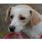 CHARMING, Pflegestelle Niederösterreich, ruhige, ausgeglichene BEAGLE-Mix - Hündin