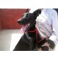 CHASE, Pharaonenhund Mix - Rüde