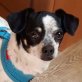 CHEILA - Linares, Chihuahua, kastriert - Hündin