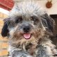 CHERIE, Toypudel-Mix - kastriert - Hündin