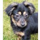 CHERYL, Niederösterreich, Cavalier-King-Charles-Mischlingsmäderl - Hündin