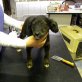 CHESSIE, Mix Welpen - Hündin
