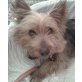 CHESTER 2, Pflegestelle Wien, anhänglicher, kuschelbedürftiger YORKIE - Rüde