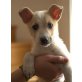 CHESTER 5, Pflegestelle Nähe Wien, Mischling Welpen - Rüde