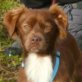 CHESTER, Mix (ca. 27 cm), ca. 1-2 Jahre, kastriert   - Rüde