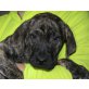 CHEWY, Pflegestelle NÖ, Dogo-Argentino/Cane Corso Welpen - Rüde