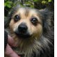 CHIARA 2, Pflegestelle Wien, sanftmütige, anhängliche Pomeranienmix - Hündin
