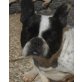 CHIARA 3, Pflegestelle Niederösterreich, HERZLOS ENTSORGT! Französische Bulldoggen - Hündin