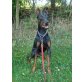 CHICA, Dobermann - kastriert - Hündin