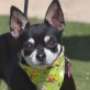 CHICA - Linares, Chihuahua - kastriert - Hündin