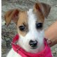 CHICA - unkastriert, Jack-Russell-Terrier-Mischling Welpen - Hündin
