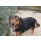 CHICCA - fröhliches Hundemädchen, Sheltie - Mix - Hündin