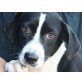 CHICCA sucht Pflege- oder Fixplatz, Colliemix Welpen - Hündin