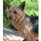 CHICHI, kl.anpassungsfähige Norfork/Terrier Mix - Hündin