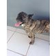 CHICHU, Bulldoggen-Mix - Rüde