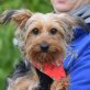 CHICO - Linares, Yorkshireterrier, kastriert Welpen - Rüde