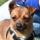 CHICO - Ubeda, Mops/Chihuahua-Mix, kastriert - Rüde