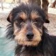 CHICOLINO - Ubeda, Terrier-Mischling, kastriert - Rüde