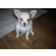 CHIHUAHUA-MALTESER - Hündin