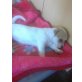 CHIHUAHUA-MALTESER Welpen - Hündin