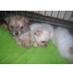 CHIHUAHUA_MALTESER Welpen - Rüde