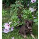 CHIHUAHUA/PRAGER RATTLER Welpen - Rüde