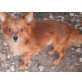 CHIHUAHUA-RUSSKY TOY - Rüde