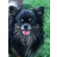 CHIHUAHUA ZUCHTAUFLÖSUNG, Chihuahua langhaariger Schlag - Rüde