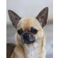 CHIHUAHUAS ABZUGEBEN WEGEN ZUCHTAUFLÖSUNG, Chihuahua kurzhaariger Schlag - Hündin
