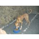 CHILLO, Podenco Canario - Rüde