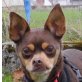 CHILLY - Linares, Chihuahua-/Pinscher-Mix, kastriert - Rüde