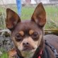 CHILLY - Linares - kastriert, Chihuahua-/Pinscher-Mischling - Rüde