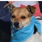 CHINITO - Linares, Jack-Russell-Terrier-Mischling, kastriert - Rüde