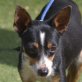 CHINITO - Linares - unkastriert, Ratonero-Bodeguero-Andaluz-Mix - Rüde