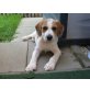 CHINO, Beaglemischling/Pflegestelle Stmk. Welpen - Rüde