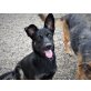 CHIPI, Schäferhund Mischung - Hündin