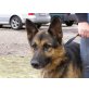 CHIPO, Pflegestelle Gleisdorf, Deutscher Schäferhund - Rüde