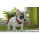 CHIPPY, Französische Bulldogge Welpen - Rüde