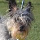 CHIQUI - Linares, Yorkshireterrier-Mischling, kastriert - Hündin