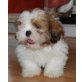 CHIRA, Shih Tzu - Hündin
