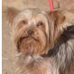CHOCOLATE - Linares, Yorkshire-Terrier, kastriert - Hündin