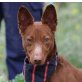CHOCOLATE - Ubeda, Podenco - kastriert - Rüde