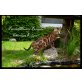 CHOCOLATE kiSSES, Bengalkatze - Katze