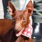 CHOKI - Ubeda - NOTFALL!!!, Podenco-Andaluz - kastriert - Rüde