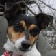 CHRISSY - Linares, Bodeguero-Andaluz, kastriert - Hündin