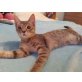 CHRISSY, sehr verschmustes Kitten sucht Kuschelplatz - Katze
